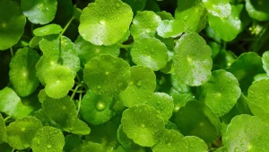 Boost Your Brain: 7 Herbs for Memory, Focus, and Cognitive Health