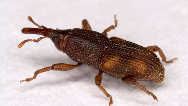 Close-up of rice weevils