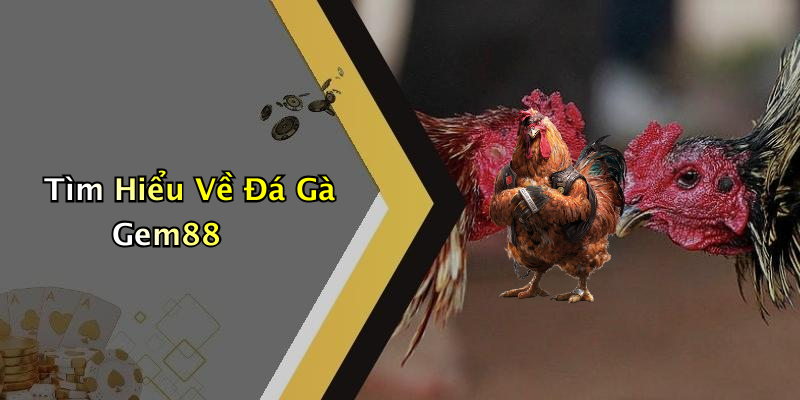 Tìm Hiểu Về Đá Gà Gem88