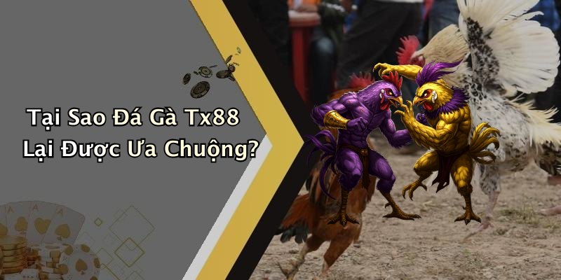 Tại Sao Đá Gà Tx88 Lại Được Ưa Chuộng?