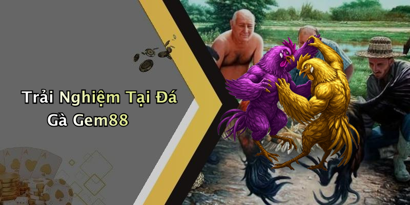 Trải Nghiệm Tại Đá Gà Gem88